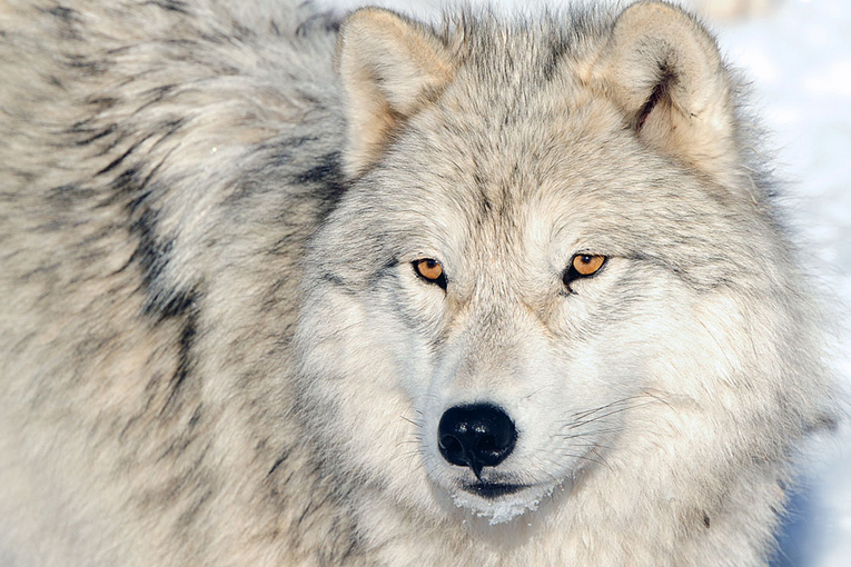 White Wolf : The Truth About Wolves: Facts vs. Fiction