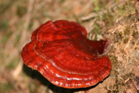 Ciuperca Ganoderma lucidum favorizează slăbirea