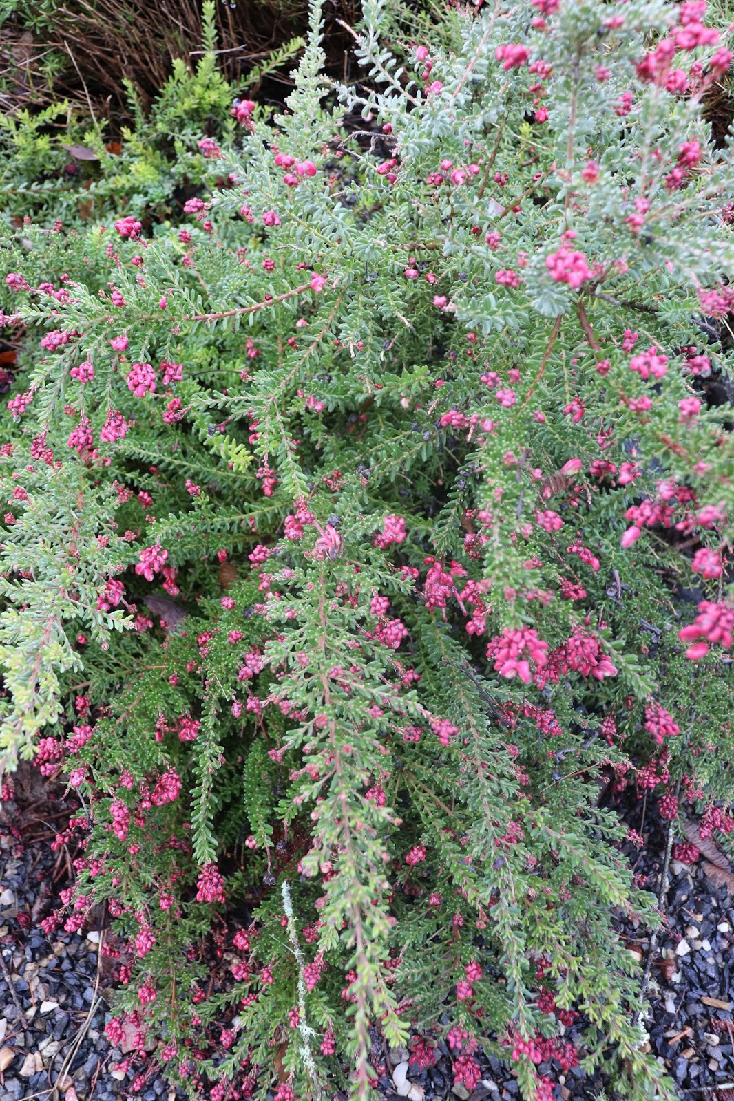 Garden Of Aaron Help Wanted Best Quick Privacy Screening Shrubs