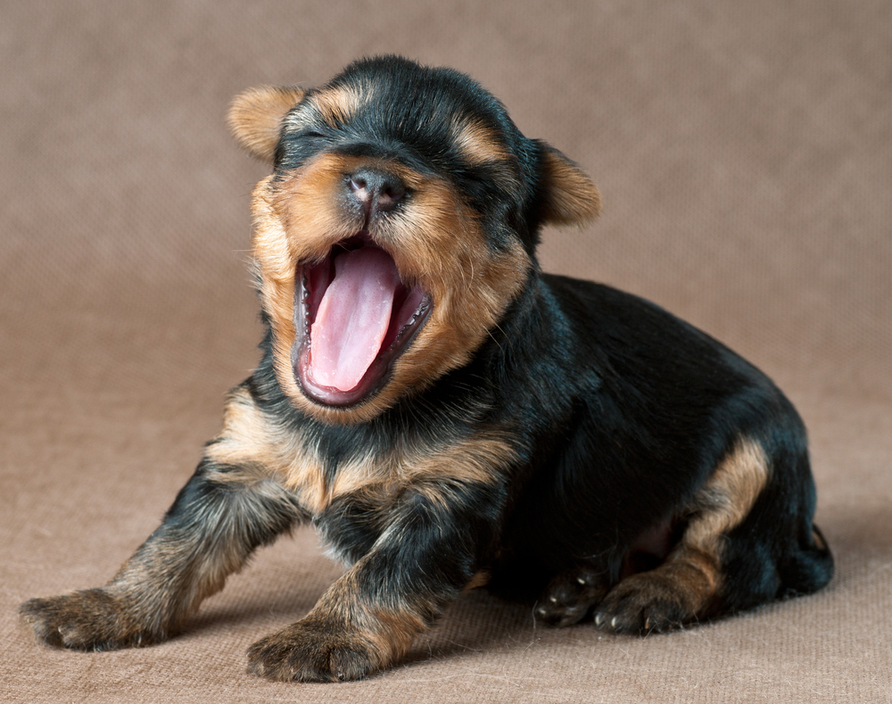 Cute Dogs Cute Yorkshire terrier puppies