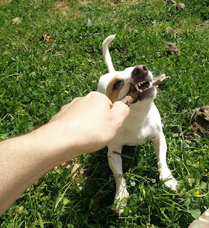 Thelma is happiest with a stick Thelma is happiest with a stick