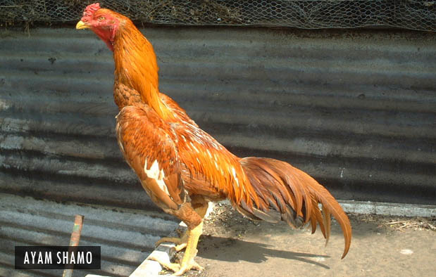 8 Ciri Ayam Bangkok Betina yang Baik untuk Induk Babon ...