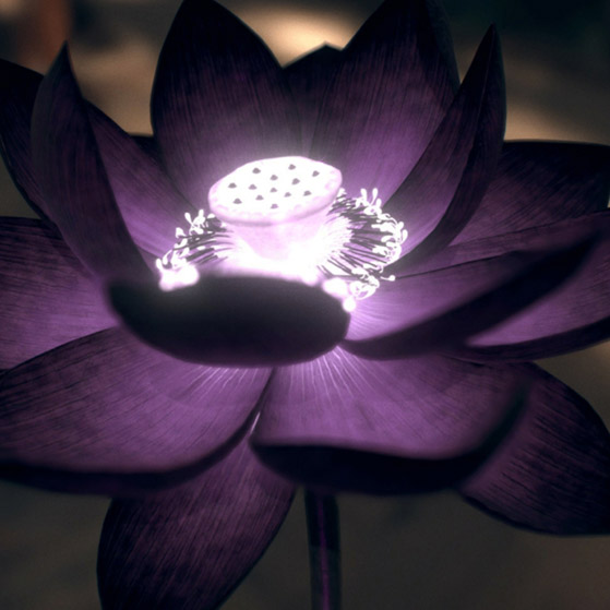 100+ Wallpaper Black Lotus HD Paling Baru 100+ Wallpaper Black Lotus HD Paling Baru