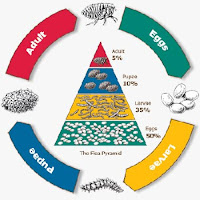 Flea pyramid and life cycle