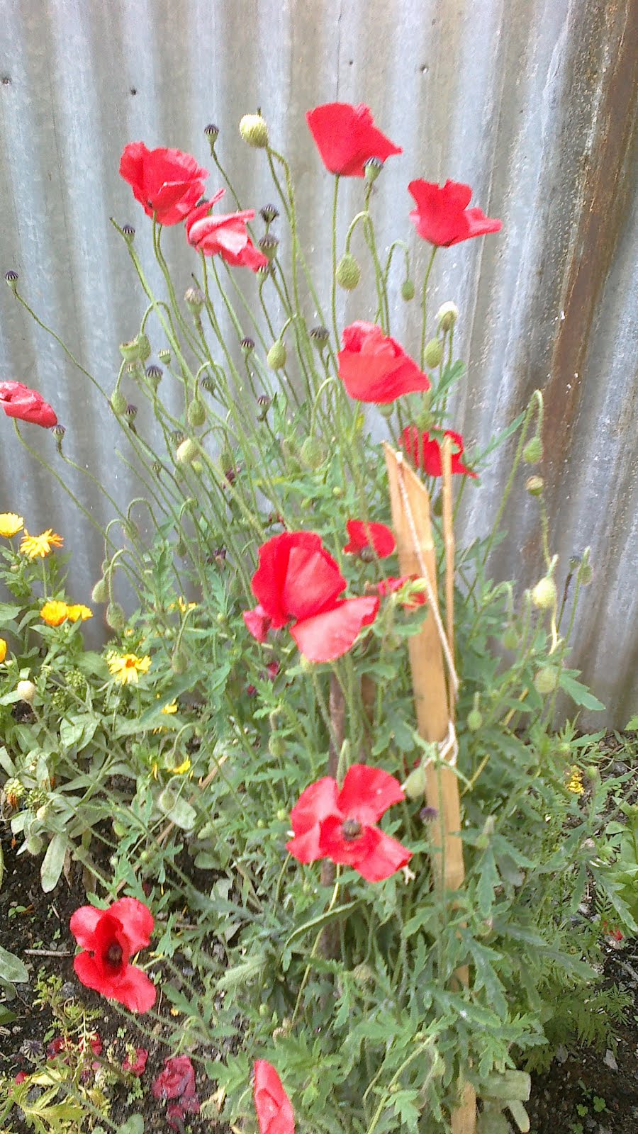 Lovely Poppy Flowers