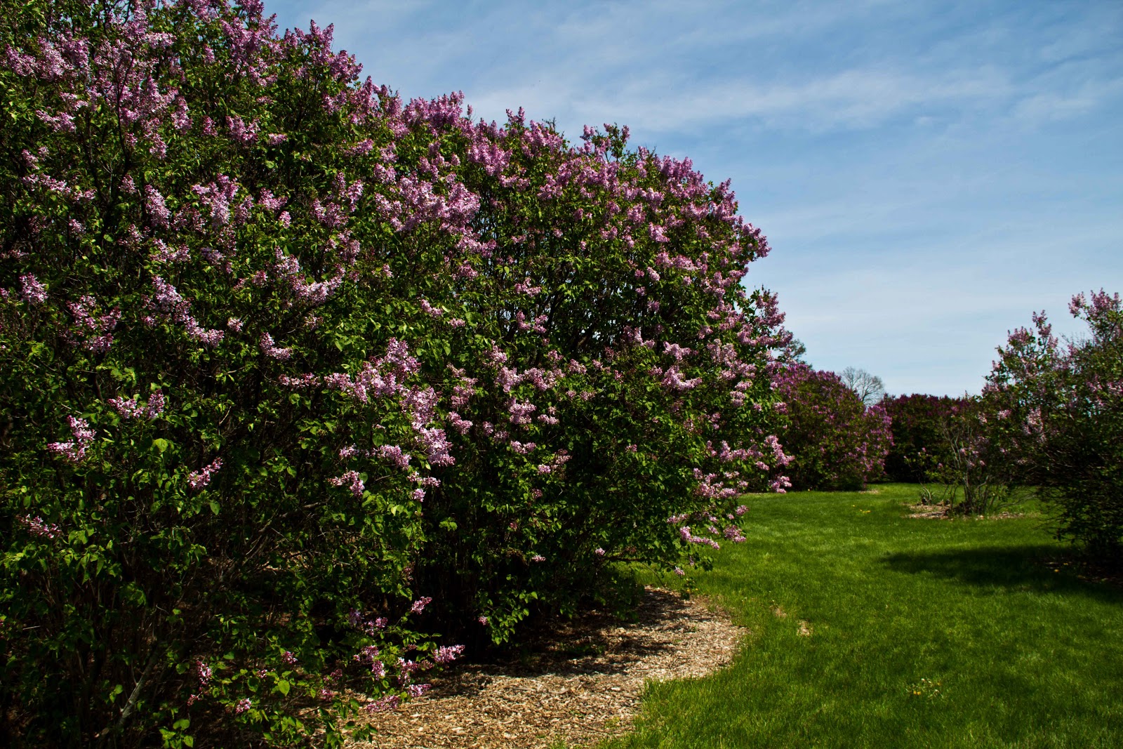 Iowa Grasslands Lilacs