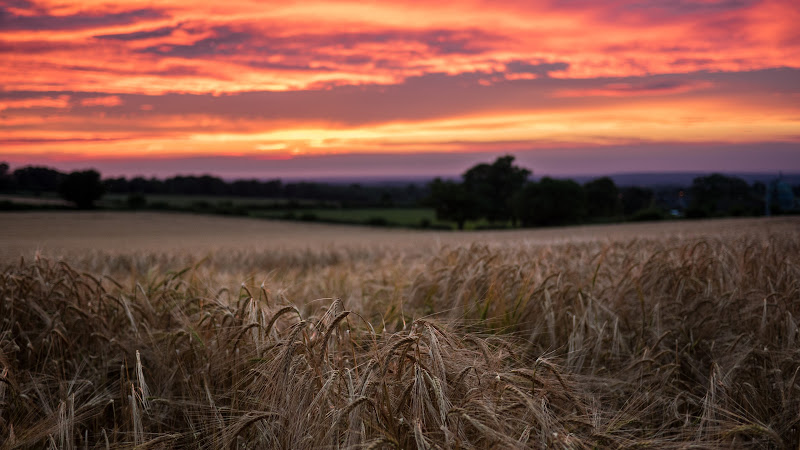 Red Sunset and Wheat Field