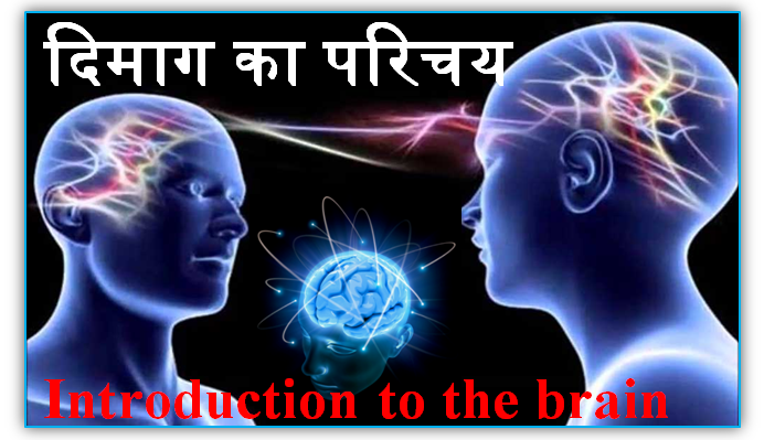 www.apnasandesh.com Introduction to the brain