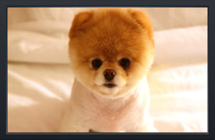 Chiot Chow Chow Mignon - Fond d'Écran en Full HD