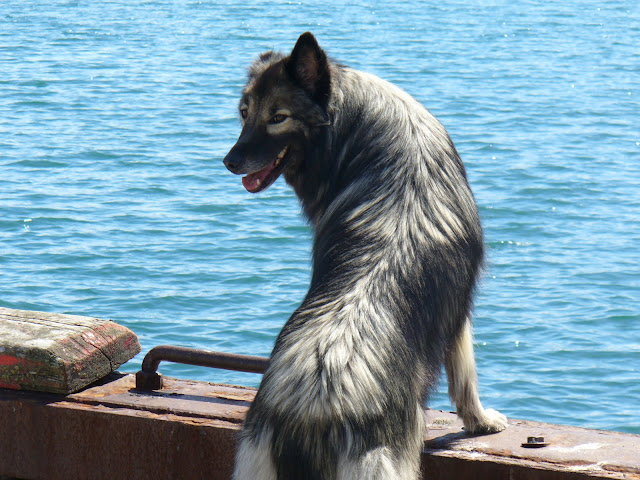 Pets Abs- 8 Surprising Facts You Didn't Know About Dogs Pets%2BAbs %2B8%2BSurprising%2BFacts%2BYou%2BDidn%2527t%2BKnow%2BAbout%2BDogs - 8 Surprising Facts You Didn't Know About Dogs!