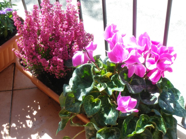 Pretty Fall Flower Pictures Pretty Fall Flower Pictures