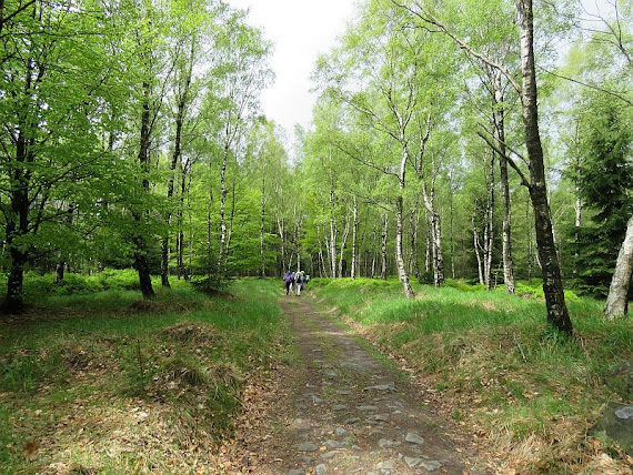 Brzozowy las.