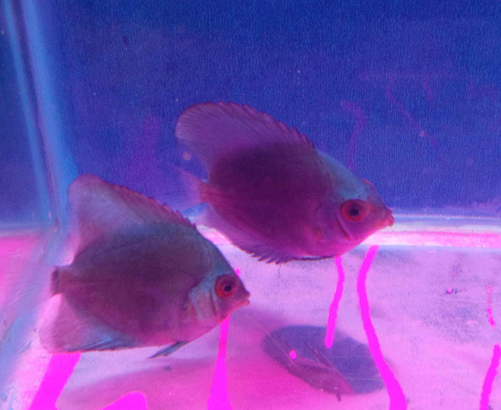 Blue Diamond ~ Indonesia Tropical Fish