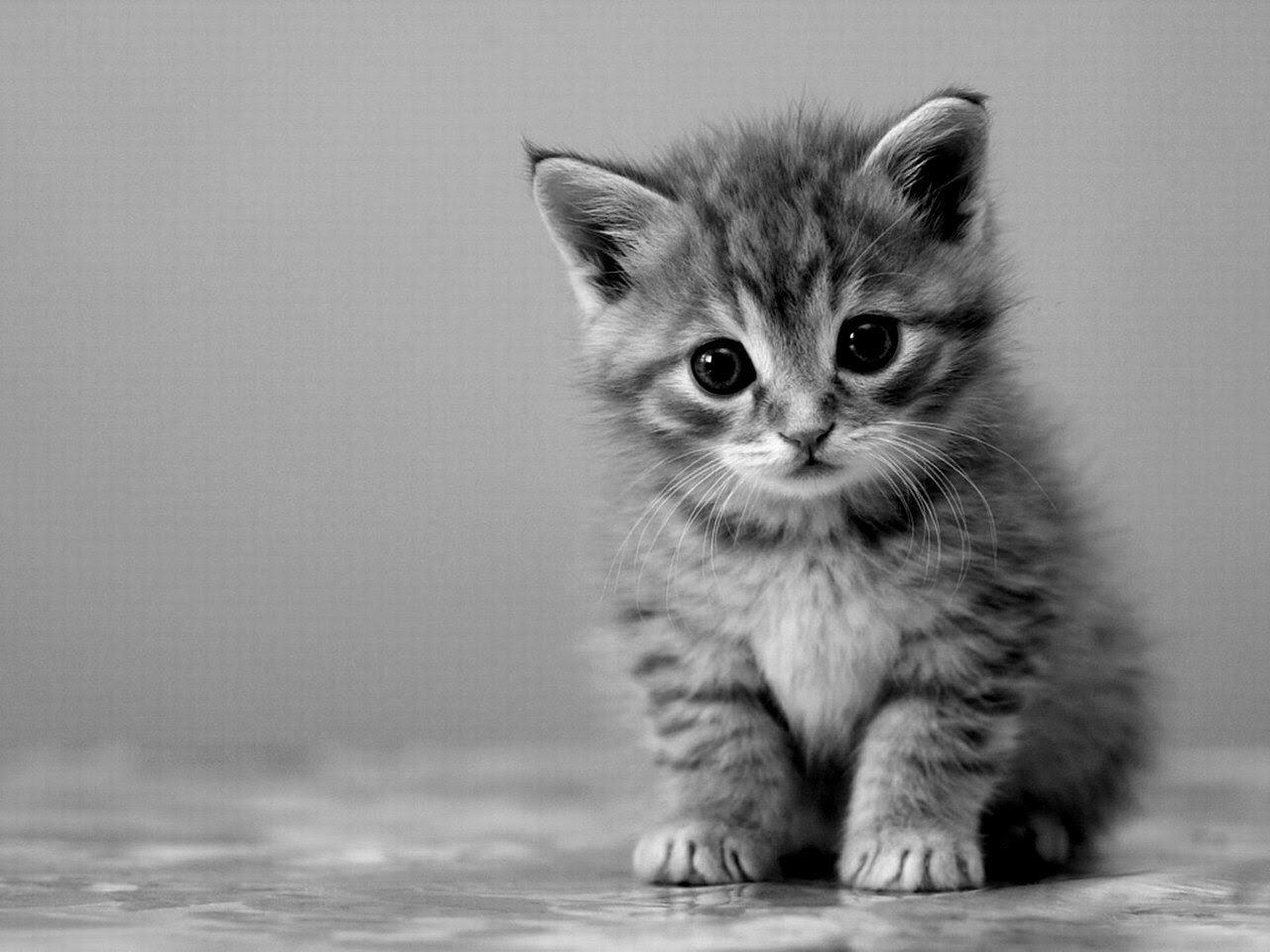 Cute Cat Photography: Black and white kitten!