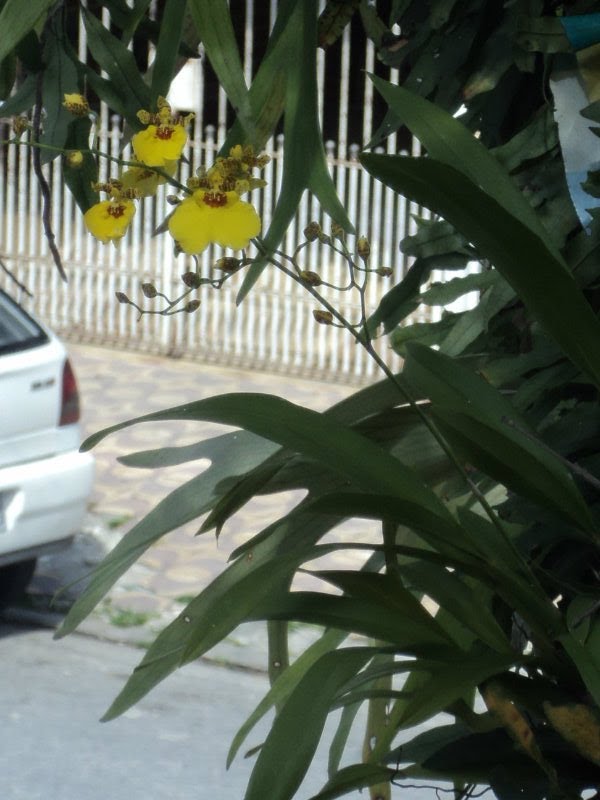 Todo dia é dia de jardinar: Orquídea florescendo no ipê amarelo