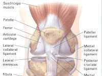 Knee Anatomy Anatomy of the knee