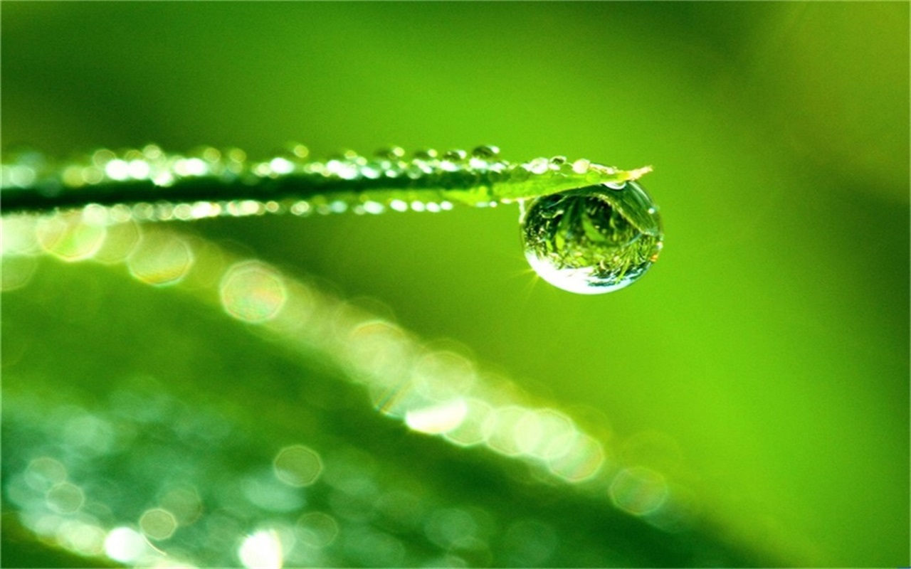 green leaves and dewdrops PPT backgrounds green leaves and dewdrops PPT backgrounds