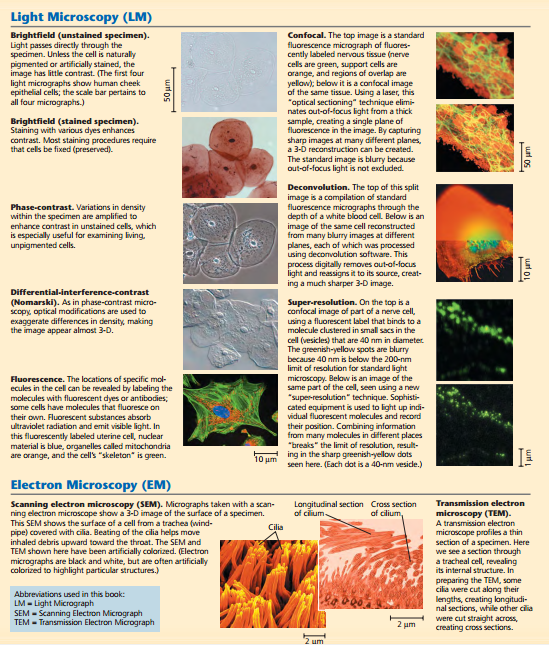 LEARN BIOLOGY Biologists use microscopes and the tools of biochemistry