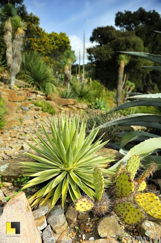 cactus et yuccas du mexique photo Pascal Blachier