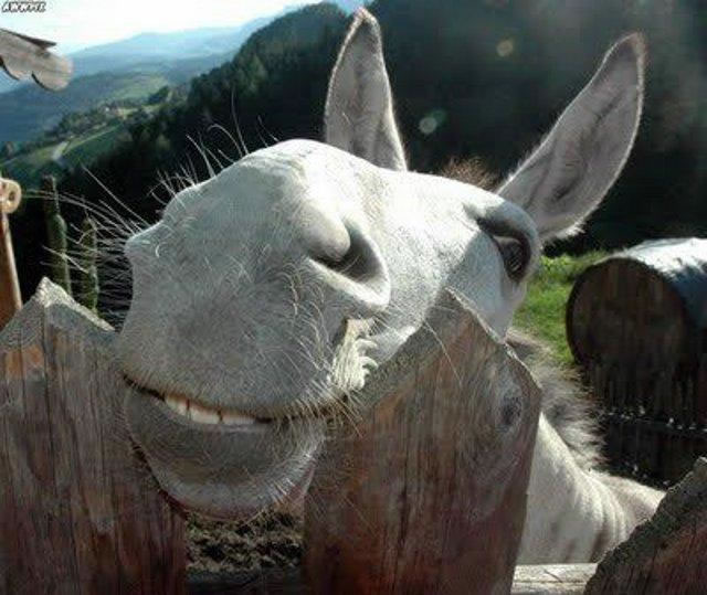 10 Gambar Haiwan Senyum Unikversiti Keldai Kuda