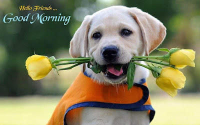 صور صباح الخير صور صباح الخير