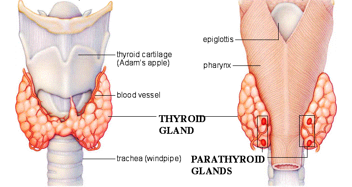    Thyroid and Parathyroid Glands This article gives a brief overview of the thyroid and parathyroid glands and the hormones that they make.   What are the thyroid and parathyroid glands? Both the thyroid and parathyroid glands are endocrine glands. This means they make and secrete (release) hormones. Hormones are chemicals which can be released into the bloodstream. They act as messengers, affecting cells and tissues in distant parts of your body. Thyroid hormones affect the body's metabolic rate and the levels of certain minerals in the blood. The hormone produced by the parathyroid also helps to control the amount of these essential minerals.  Where is the thyroid found?  The thyroid gland is found in the front part of your neck, just below the large cartilage tissue in your neck (your 'Adam's apple'). It is made up of two lobes - the right and the left lobes. These two lobes are joined by a small bridge of thyroid tissue called the isthmus. The two lobes lie on either side of your trachea (windpipe).  What does the thyroid do? The thyroid makes three hormones that it secretes into the bloodstream. Two of these hormones, called thyroxine (T4) and triiodothyronine (T3), increase your body's metabolic rate. Essentially the body's metabolic rate is how quickly the cells in your body use the energy stored within them. Thyroid hormones make cells use more energy. By controlling how much energy our cells use, thyroid hormones also help to regulate our body temperature. Heat is released when energy is used, increasing our body temperature. Thyroid hormones also play a role in making proteins, the building blocks of the body's cells. They also increase the use of the body's fat and glucose stores.  In order to make T3 and T4 the thyroid gland needs iodine, a substance found in the food we eat. T4 is called this because it contains four atoms of iodine. T3 contains three atoms of iodine. In the cells and tissues of the body most T4 is converted to T3. T3 is the more active hormone, it influences the activity of all the cells and tissues of your body.  The other hormone that the thyroid makes is called calcitonin. This helps to control the levels of calcium and phosphorus in the blood. These minerals are needed, among other things, to keep bones strong and healthy.  How does the thyroid work? The main job of the thyroid gland is to produce hormones T4 and T3. To do this the thyroid gland has to take a form of iodine from the bloodstream into the thyroid gland itself. This substance then undergoes a number of different chemical reactions which result in the production of T3 and T4.  The activity of the thyroid is controlled by hormones produced by two parts of the brain, the hypothalamus and the pituitary. The hypothalamus receives input from the body about the state of many different bodily functions. When the hypothalamus senses levels of T3 and T4 are low, or that the body's metabolic rate is low, it releases a hormone called thyrotropin-releasing hormone (TRH). TRH travels to the pituitary via the connecting blood vessels. TRH stimulates the pituitary to secrete thyroid-stimulating hormone (TSH).    TSH is released from the pituitary into the bloodstream and travels to the thyroid gland. Here TSH causes cells within the thyroid to make more T3 and T4. T3 and T4 are then released into the bloodstream where they increase metabolic activity in the body's cells. High levels of T3 stop the hypothalamus and pituitary from secreting more of their hormones. In turn this stops the thyroid producing T3 and T4. This system ensures that T3 and T4 should only be made when their levels are too low.    Calcitonin is released by the thyroid gland if the amount of calcium in the bloodstream is high. Calcitonin decreases the amount of calcium and phosphorus in the blood. It does this by slowing the activity of cells found in bone, called osteoclasts. These cells cause calcium to be released as they 'clean' bone. Calcitonin also accelerates the amount of calcium and phosphorus taken up by bone. Calcitonin works with parathyroid hormone to regulate calcium levels (see below for full explanation).  Where are the parathyroid glands found? The body has four parathyroid glands. They are small, pea-sized glands, located in the neck just behind the butterfly-shaped thyroid gland. Two parathyroid glands lie behind each 'wing' of the thyroid gland.  What do the parathyroid glands do? The parathyroid glands release a hormone called parathyroid hormone. This hormone helps to control the levels of three minerals in the body: calcium, phosphorus and magnesium. Parathyroid hormone has a number of effects in the body: • It causes the release of calcium from bones. • It causes calcium to be absorbed (taken up into the blood) from the intestine. • It stops the kidneys from excreting (getting rid of) calcium in the urine. • It causes the kidneys to excrete phosphate in the urine. • It increases blood levels of magnesium.  How do the parathyroids work? Normally, parathyroid hormone release is triggered when the level of calcium in the blood is low. When the calcium level rises and is back to normal, the release of parathyroid hormone from the parathyroids is suppressed. However, parathyroid hormone and calcitonin work together to control calcium levels in the blood. The blood calcium level is the main stimulus for the release of these hormones, as the release of these hormones is not controlled by the pituitary.  When the calcium level is high in the bloodstream, the thyroid gland releases calcitonin. Calcitonin slows down the activity of the osteoclasts found in bone. This decreases blood calcium levels. When calcium levels decrease, this stimulates the parathyroid gland to release parathyroid hormone. Parathyroid hormone encourages the normal process of bone breakdown (essential for maintenance and growth of the bone). This process of bone breakdown releases calcium into the bloodstream. These actions raise calcium levels and counteract the effects of calcitonin. By having two hormones with opposing actions, the level of calcium in the blood can be carefully regulated.  Parathyroid hormone also acts on the kidneys. Here it slows down the amount of calcium and magnesium filtered from the blood into the urine. Parathyroid hormone also stimulates the kidneys to make calcitriol, the active form of vitamin D. Calcitriol helps to increase the amount of calcium, magnesium and phosphorus absorbed from your intestines (guts) into the blood.  Some disorders of the thyroid and parathyroid glands • Goitre (Thyroid Swelling) • Hyperparathyroidism - Overactive Parathyroid • Hyperthyroidism - Overactive Thyroid • Hypoparathyroidism - Underactive Parathyroid • Hypothyroidism - Underactive Thyroid      ==--==