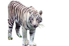 tiger images