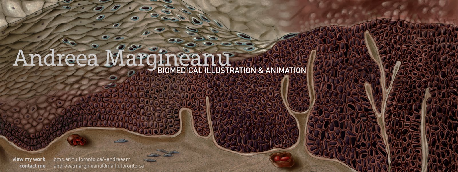 andreea margineanu: biomedical illustration and animation