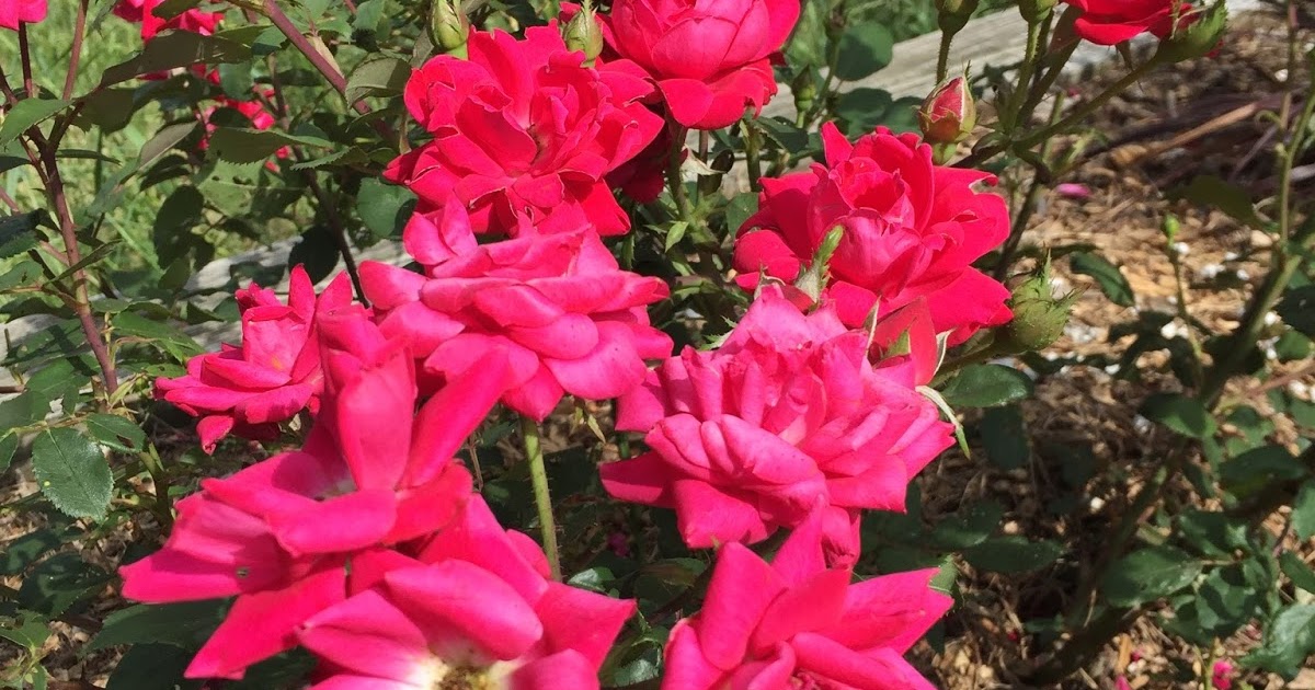 Come You Children Why Roses Have Thorns