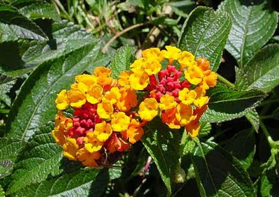 lantana image in the public domain from wiki lantana is a genus with ...