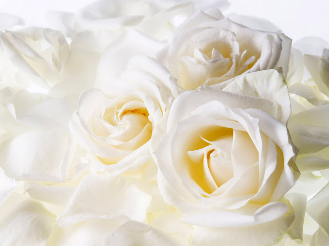 Wedding Flowers: Red Rose & White Rose Wallpaper for Desktop Backgrounds