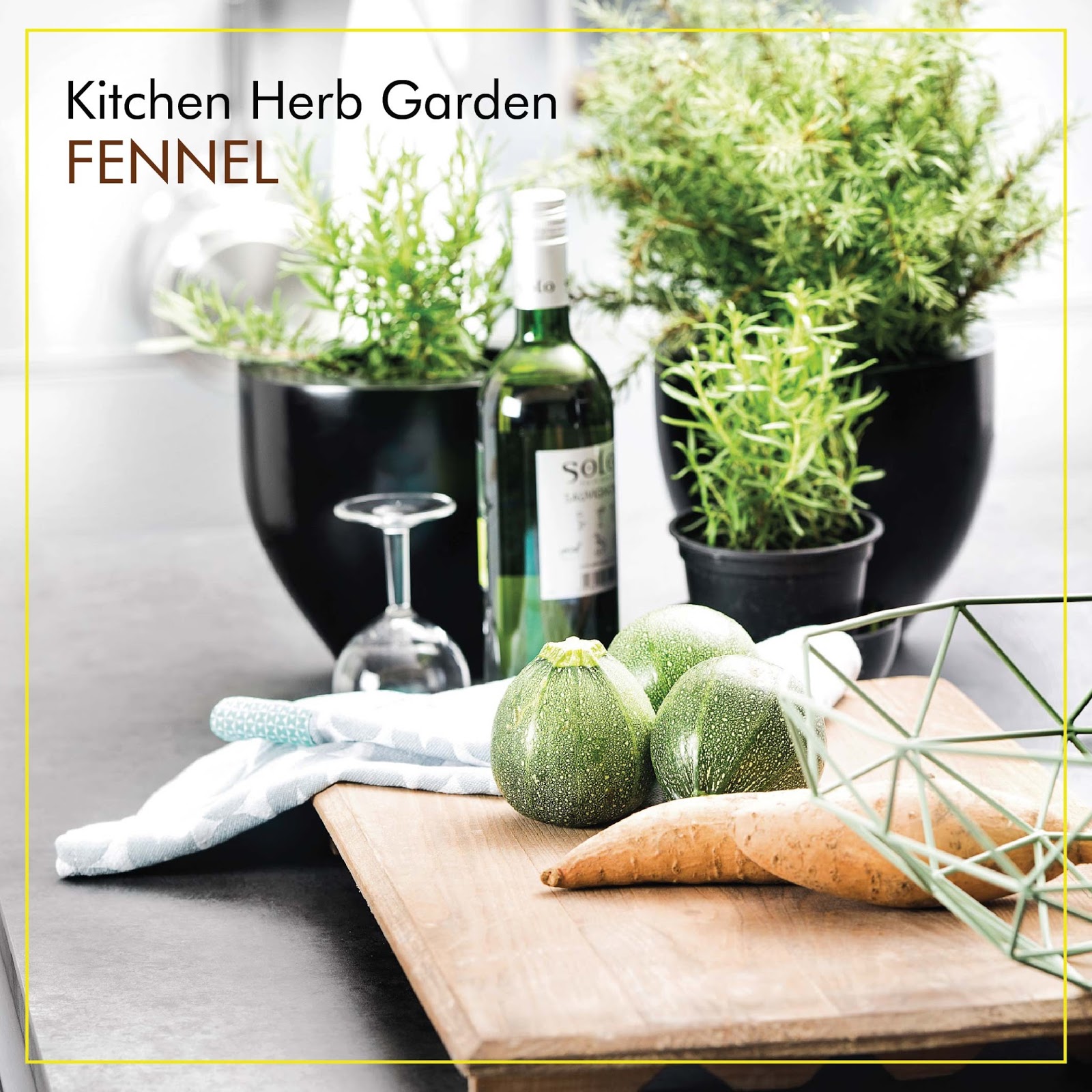 Nolte India 7 Easy Herbs to Grow in Your Kitchen