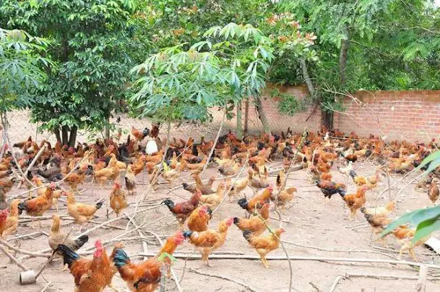 Hướng dẫn cách chăn nuôi gà ta thả vườn kinh tế và hiệu quả nhất