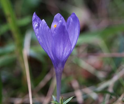 FLORES SILVESTRES DE COLOR AZUL, MORADO Y LILA