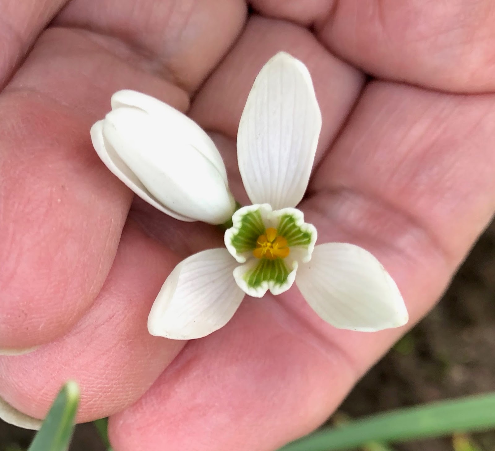 Teresa Kasner Snowdrops, Daffodils and Violets