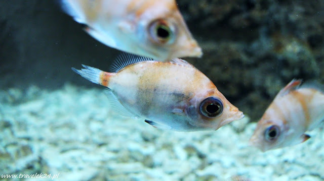 Acquario dell' Elba, Marina di Campo