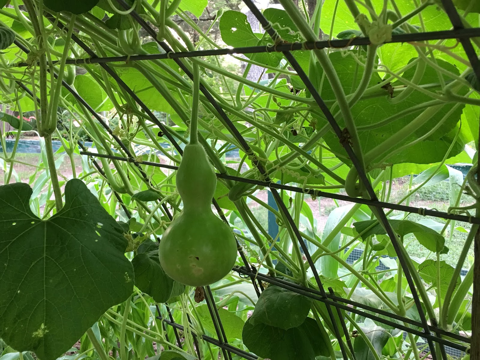 Lisa Bonassin's Garden Birdhouse Gourd Vine June 2, 2018