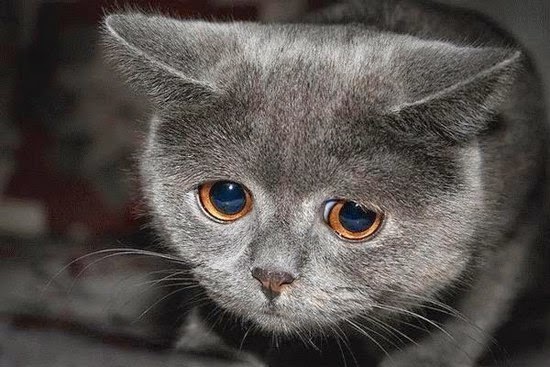 gambar kucing - gambar kucing menangis