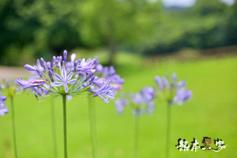 一秒到歐洲|苗栗飛牛牧場|最美牧場和大草原~野餐嬉戲觀乳牛、人工濕地護自然