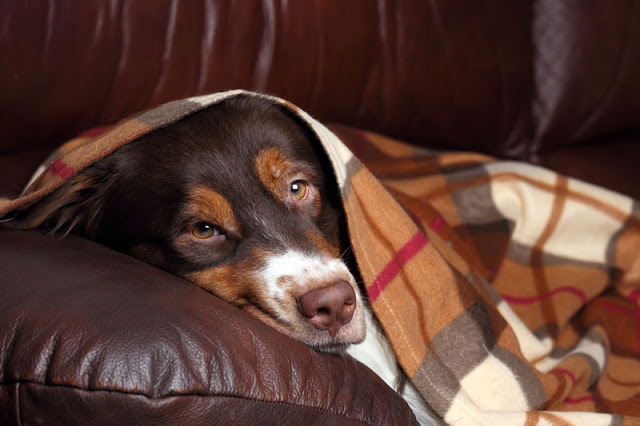 Street dogs can become good pets, like this dog snuggling under a blanket on the sofa