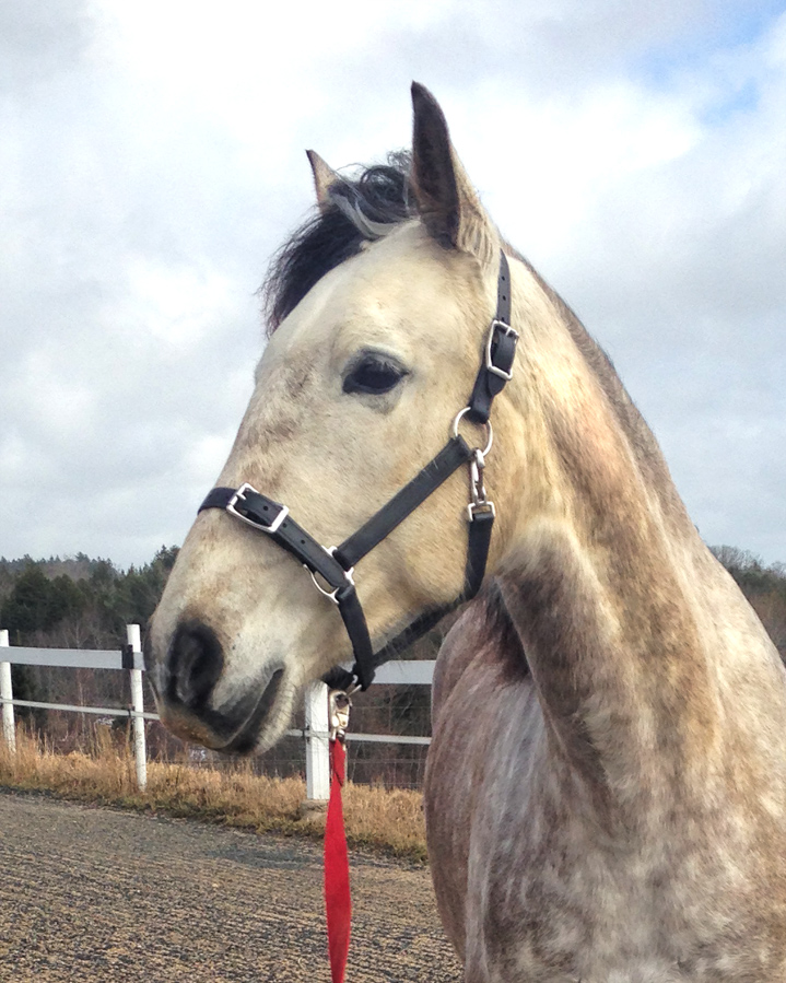 Journey with a Dancing Horse Two Horse Tack Buckle Nose Halter Review