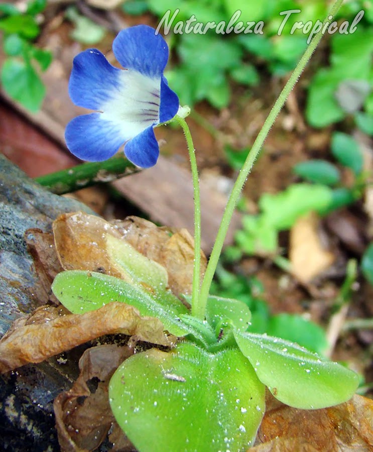 Vista de la pequeña planta carnívora Pinguicula jackii en flor