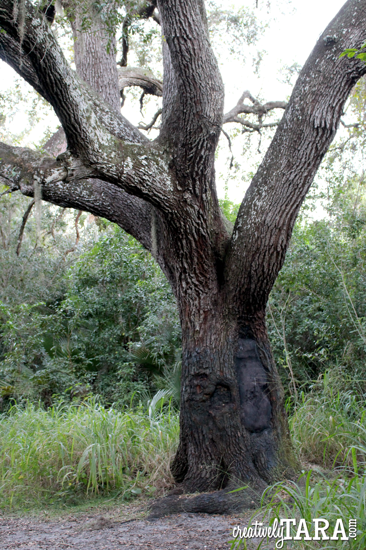 Creatively Tara The Devil Tree Adventures