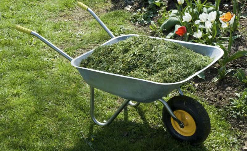 ORGANIC MULCH: Grass Clippings or Shredded Leaves