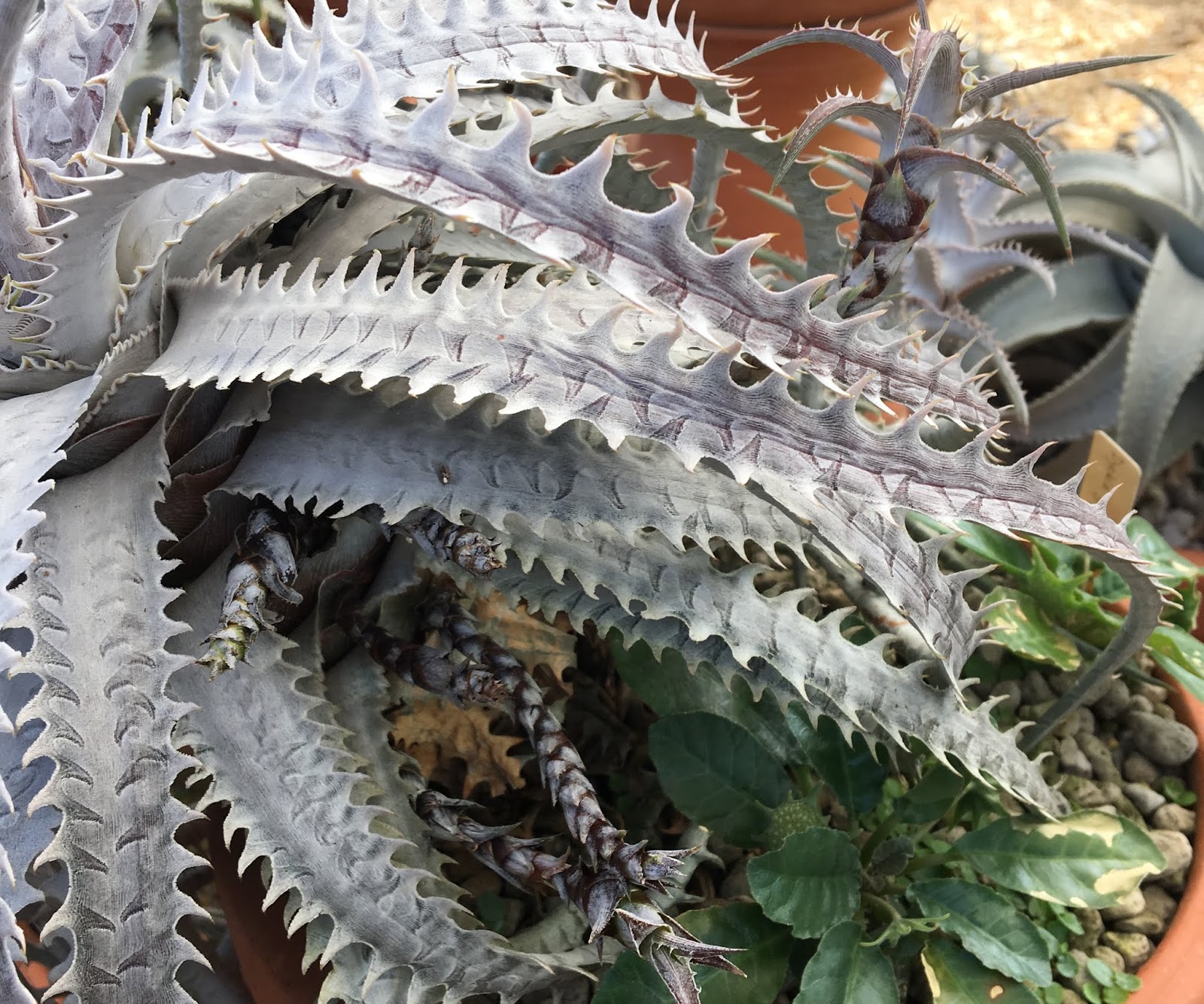 Dyckia goehringii new form ディッキア 親株