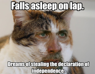 Cat Memes Photos Cat Memes Photos
