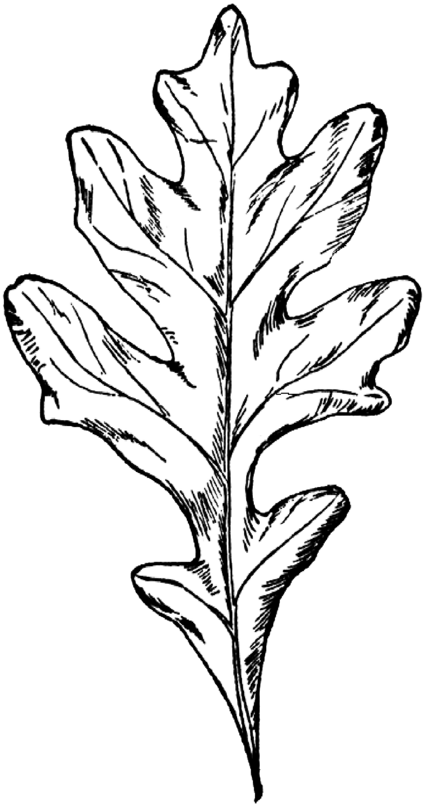oak leaf coloring pages - photo #33
