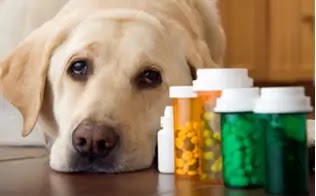 Artritis en perros Artritis en perros