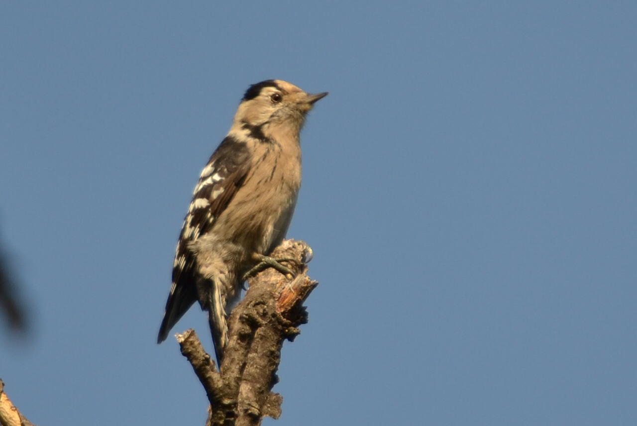 Woodpeckers Of Europe: Gallery: Lesser Spotted Woodpecker female