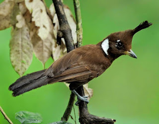 Harga Burung Cililin Terbarui Februari 2020